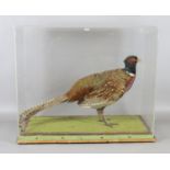 A cased taxidermy study of a cock pheasant.