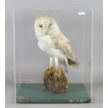 A cased taxidermy study of a barn owl.