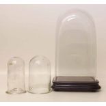 Glass dome on ebony base and two electric light globes. Condition report: see terms and conditions