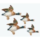 A set of four Beswick graduated flying ducks, numbered 596 -1 to 4, length of largest 10.