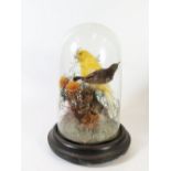 A Taxidermy Display of a Hummingbird and Yellow Finch beneath glass dome, 24cm