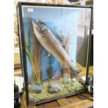 TAXIDERMY SEA TROUT 13lb 4oz IN GLAZED CASE (ONE GLASS MISSING)