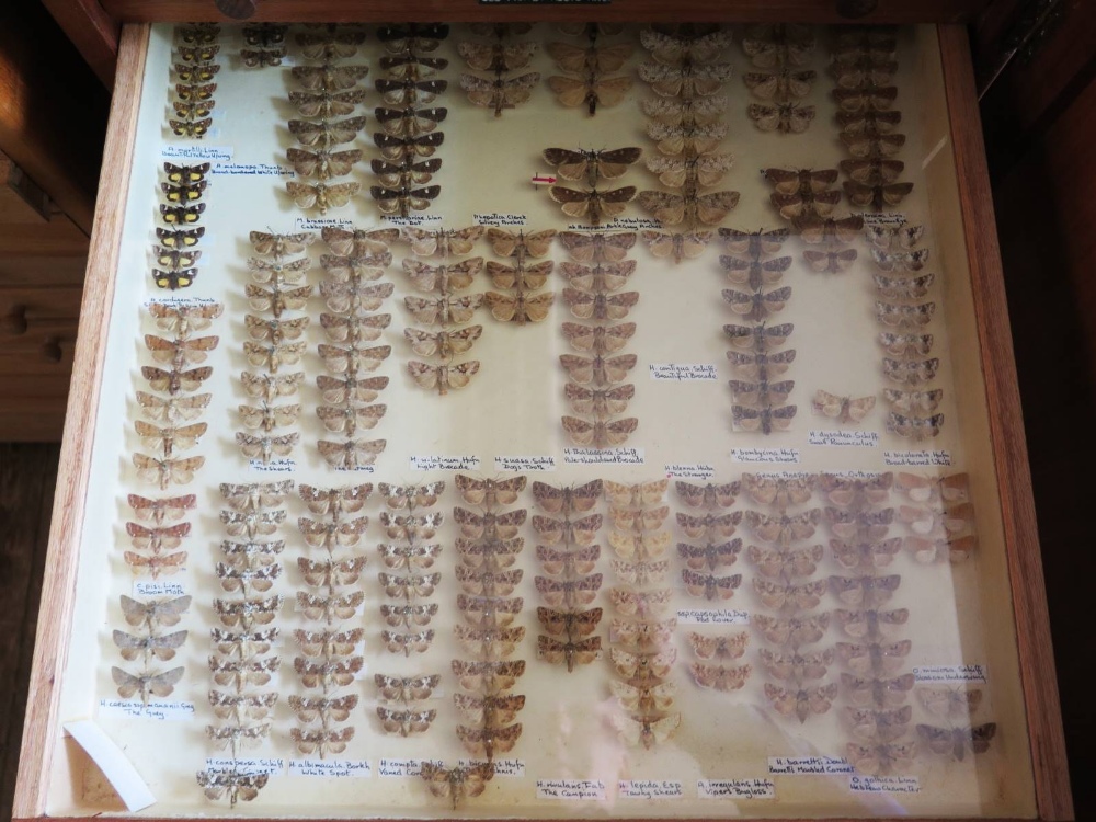 A Collection of Butterflies arranged in fourteen drawers - Image 5 of 16