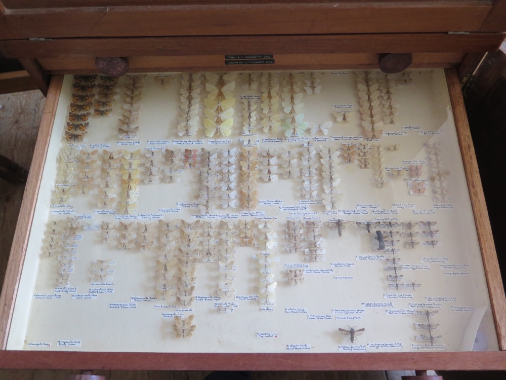 A Collection of Butterflies arranged in fourteen drawers with cupboard over - Image 5 of 14