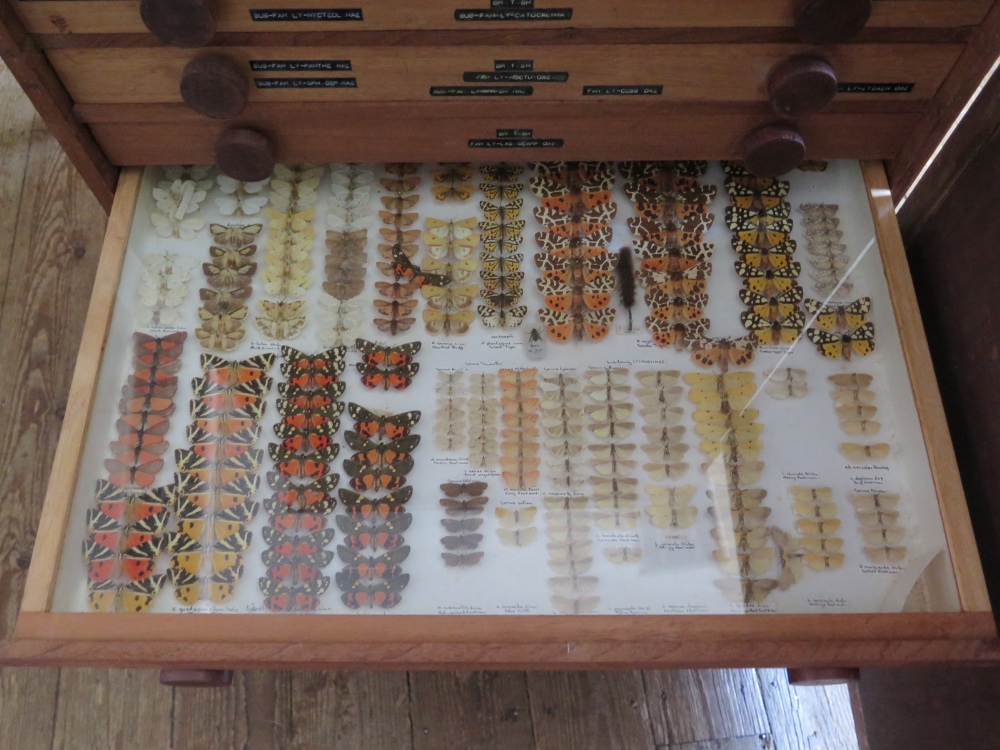 A Collection of Butterflies arranged in fourteen drawers with cupboard over - Image 12 of 14