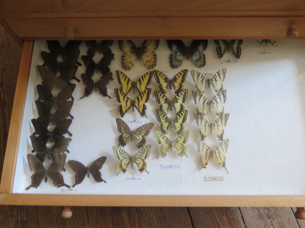 A Collection of Butterflies arranged in twelve drawers - Image 12 of 12