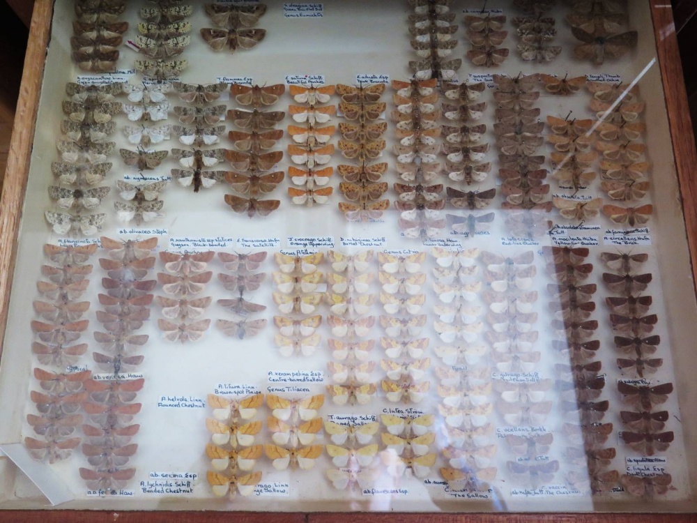 A Collection of Butterflies arranged in fourteen drawers - Image 8 of 16