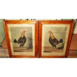 A Pair of Nineteenth Century Cock Fighting Prints engraved by C.R. Stock, 37 x 28cm, framed and