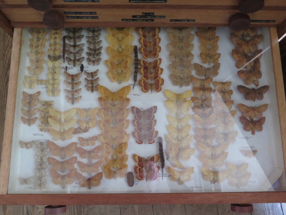 A Collection of Butterflies arranged in fourteen drawers with cupboard over - Image 11 of 14