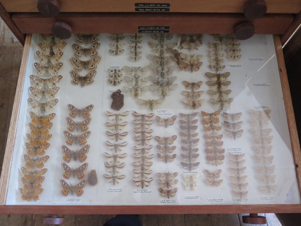 A Collection of Butterflies arranged in fourteen drawers with cupboard over - Image 7 of 14