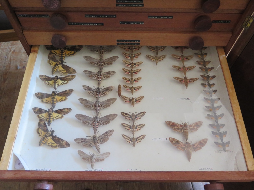 A Collection of Butterflies arranged in fourteen drawers with cupboard over - Image 6 of 14