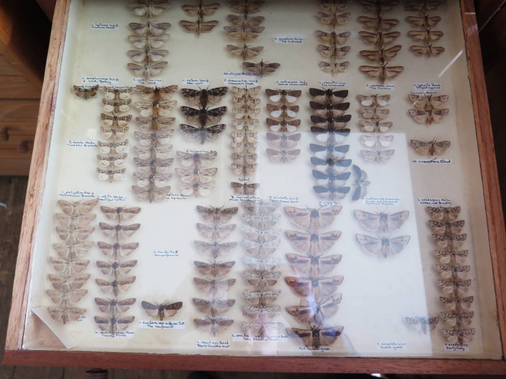 A Collection of Butterflies arranged in fourteen drawers - Image 7 of 16