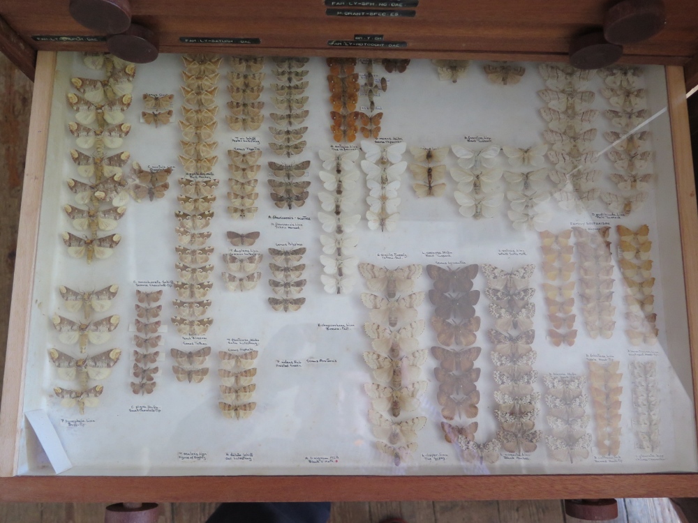 A Collection of Butterflies arranged in fourteen drawers with cupboard over - Image 8 of 14