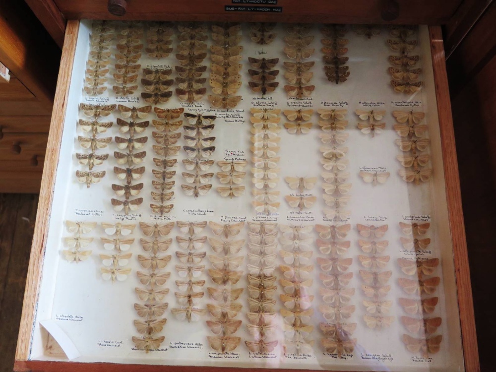 A Collection of Butterflies arranged in fourteen drawers - Image 6 of 16