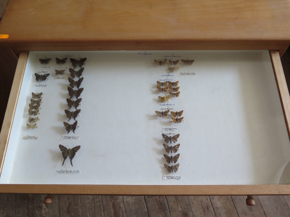 A Collection of Butterflies arranged in twelve drawers - Image 2 of 12