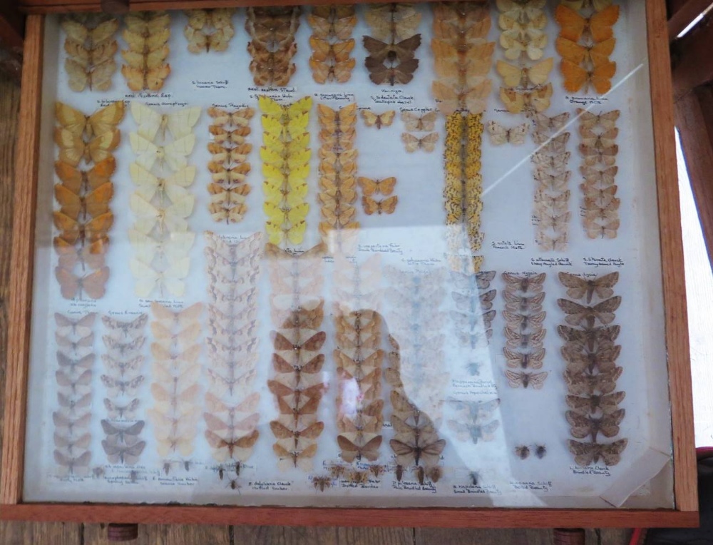 A Collection of Butterflies arranged in fourteen drawers - Image 16 of 16