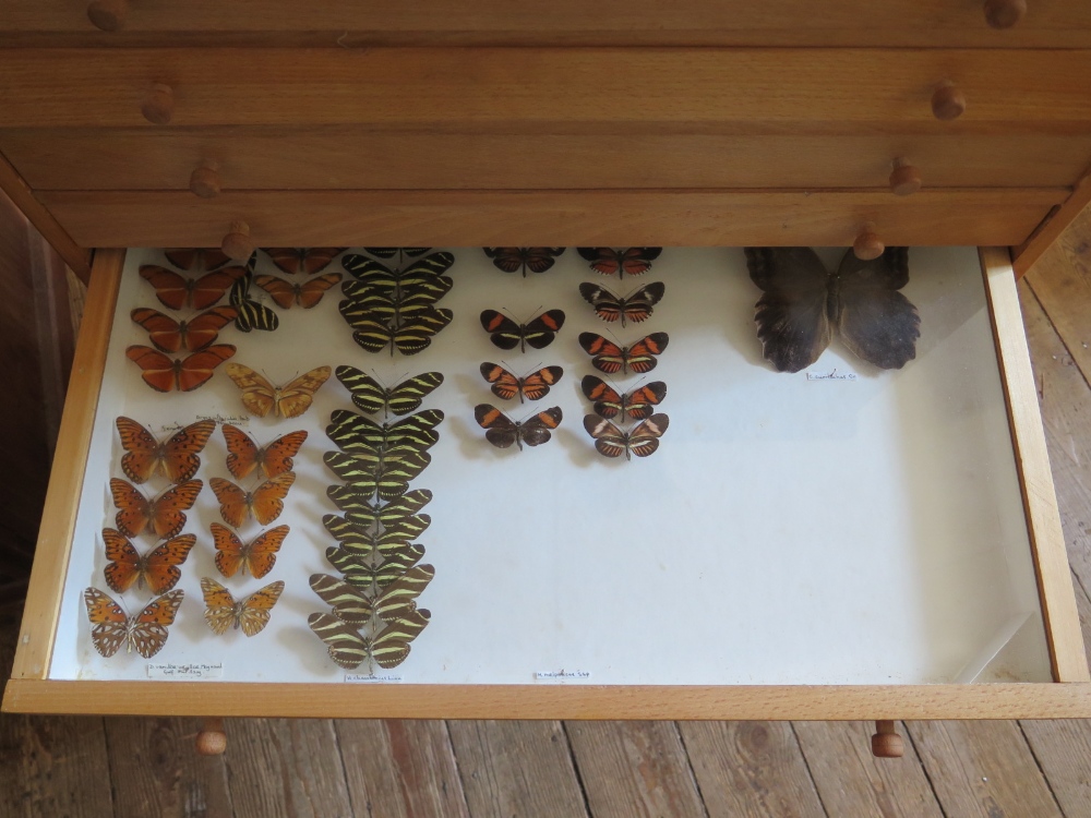 A Collection of Butterflies arranged in twelve drawers - Image 8 of 12