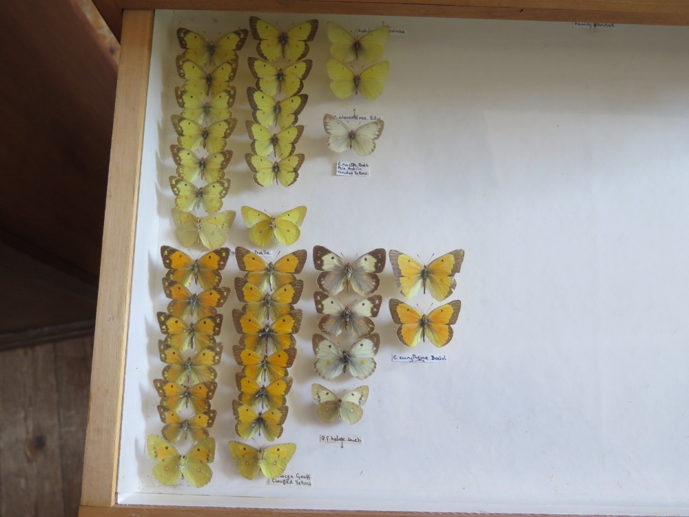 A Collection of Butterflies arranged in twelve drawers - Image 4 of 12