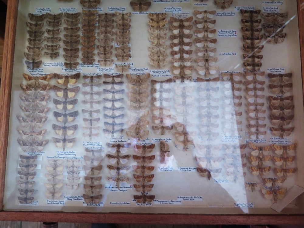 A Collection of Butterflies arranged in fourteen drawers - Image 10 of 16