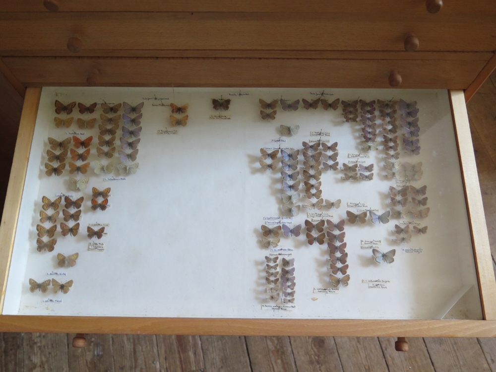 A Collection of Butterflies arranged in twelve drawers - Image 6 of 12