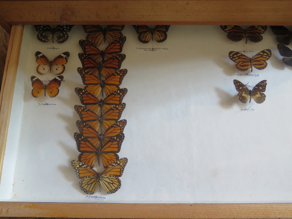 A Collection of Butterflies arranged in twelve drawers - Image 10 of 12