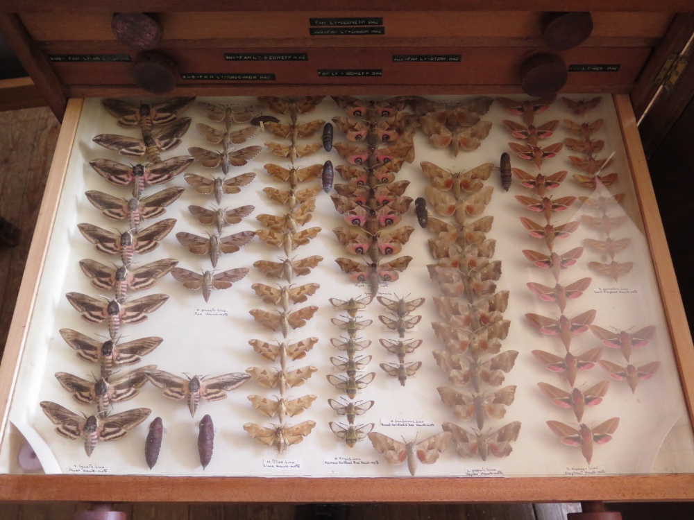 A Collection of Butterflies arranged in fourteen drawers with cupboard over - Image 4 of 14