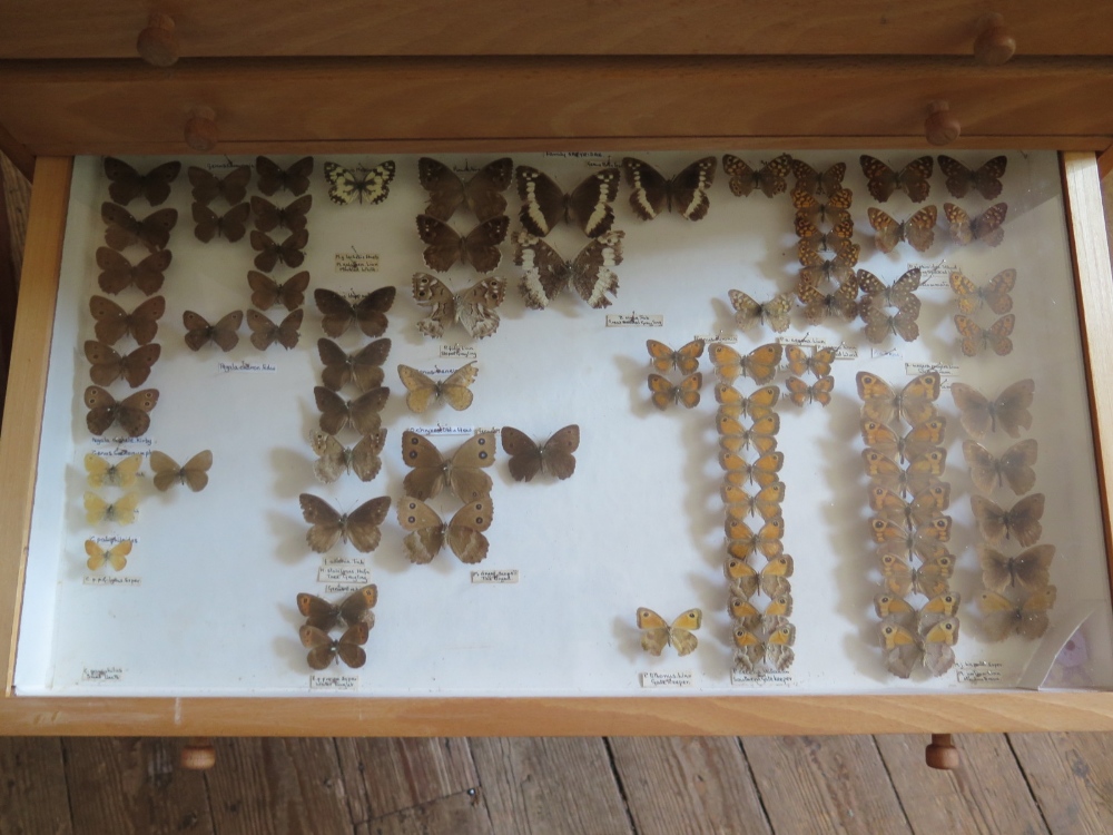 A Collection of Butterflies arranged in twelve drawers - Image 9 of 12