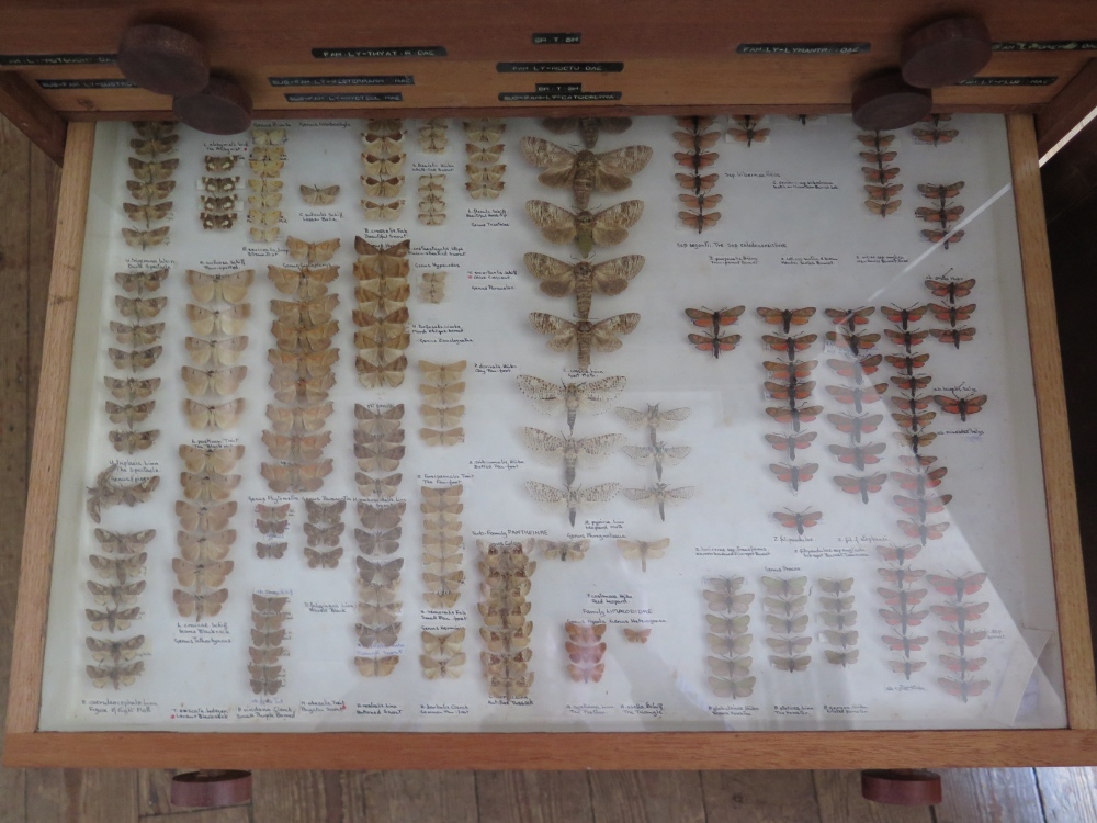 A Collection of Butterflies arranged in fourteen drawers with cupboard over - Image 10 of 14