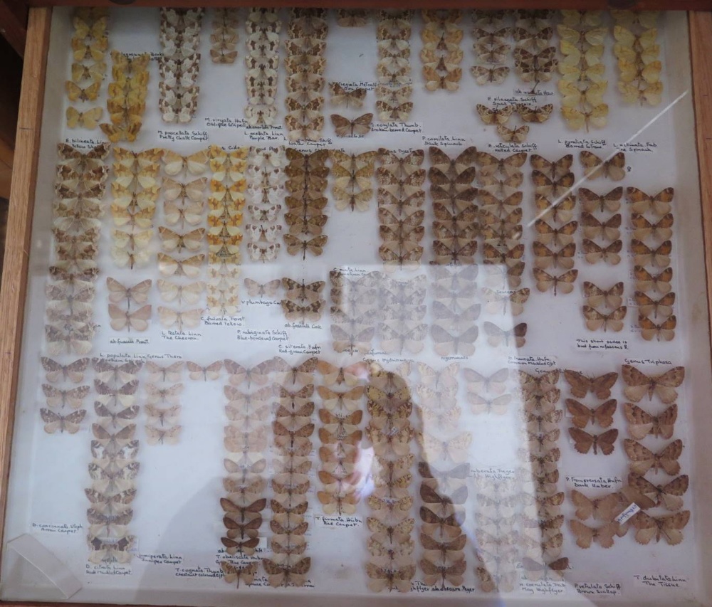 A Collection of Butterflies arranged in fourteen drawers - Image 13 of 16