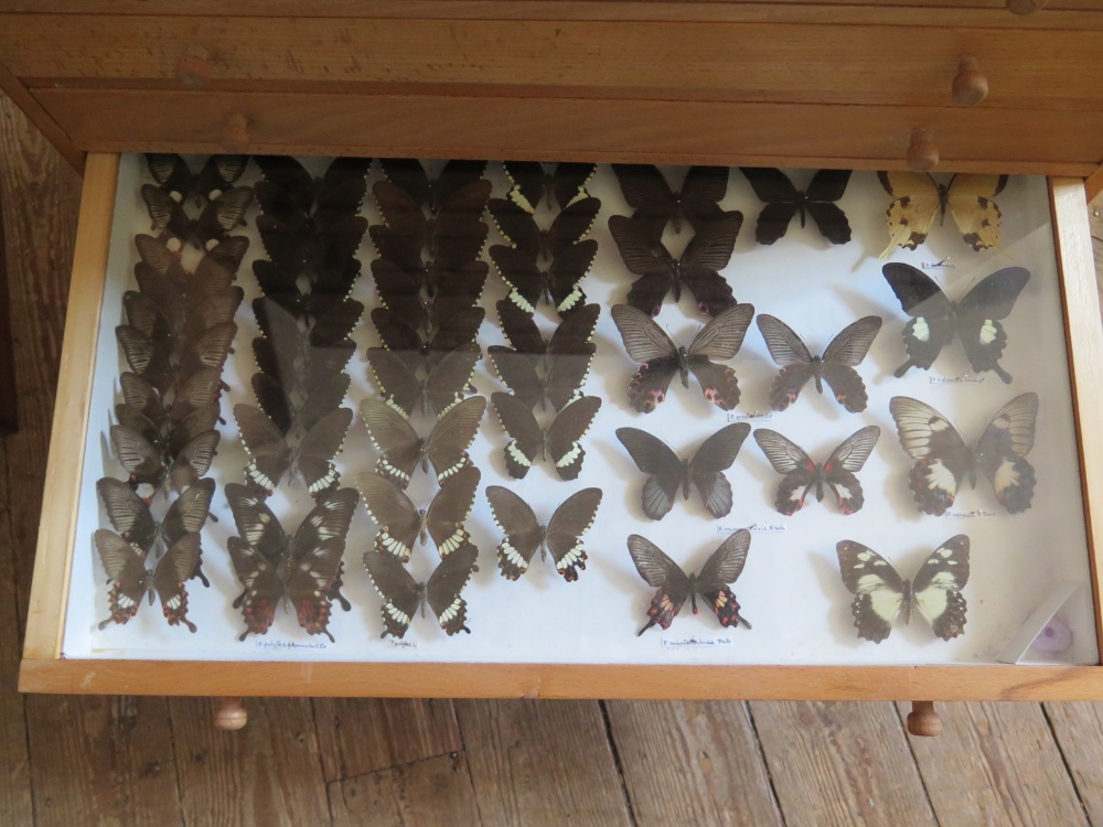 A Collection of Butterflies arranged in twelve drawers - Image 11 of 12