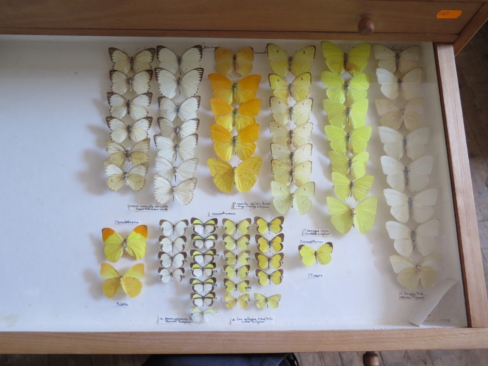 A Collection of Butterflies arranged in twelve drawers - Image 3 of 12