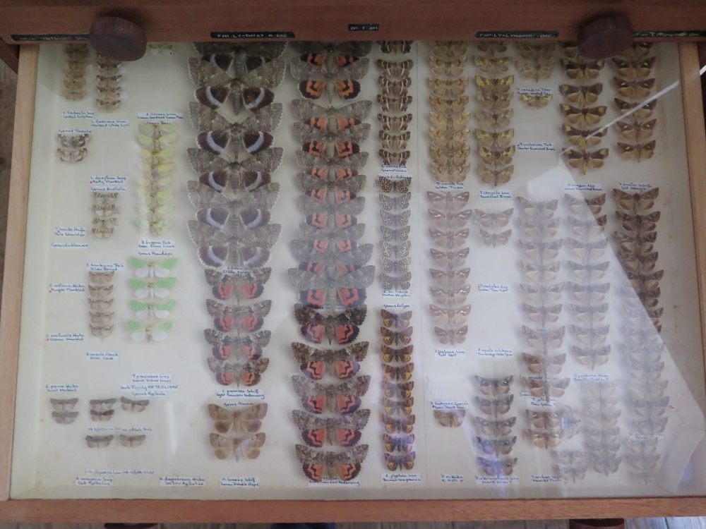 A Collection of Butterflies arranged in fourteen drawers with cupboard over - Image 9 of 14