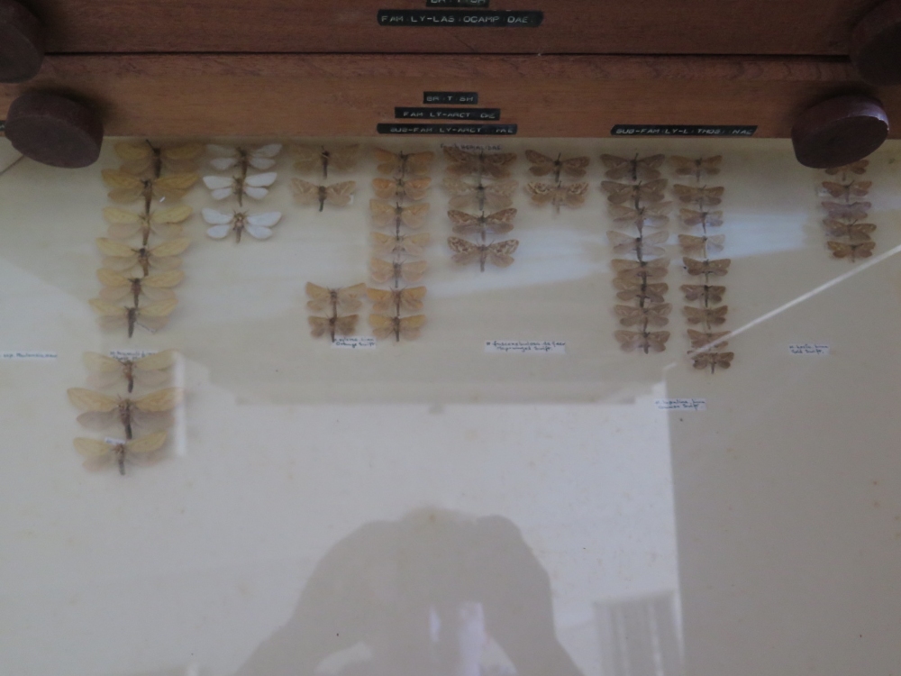 A Collection of Butterflies arranged in fourteen drawers with cupboard over - Image 13 of 14