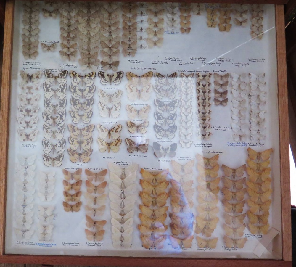 A Collection of Butterflies arranged in fourteen drawers - Image 15 of 16