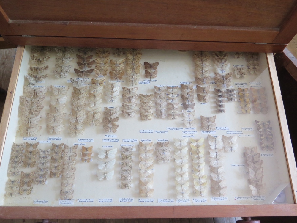 A Collection of Butterflies arranged in fourteen drawers with cupboard over - Image 3 of 14