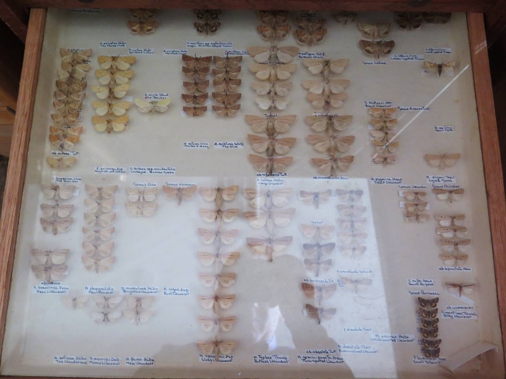 A Collection of Butterflies arranged in fourteen drawers - Image 11 of 16