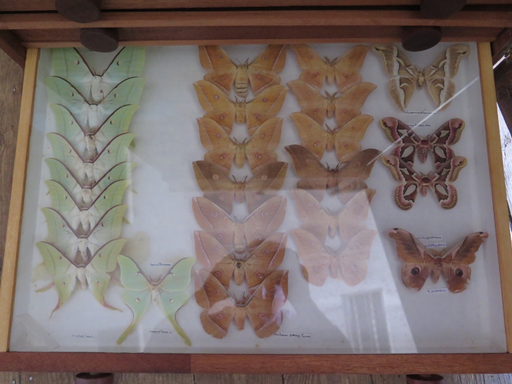 A Collection of Butterflies arranged in fourteen drawers with cupboard over - Image 14 of 14