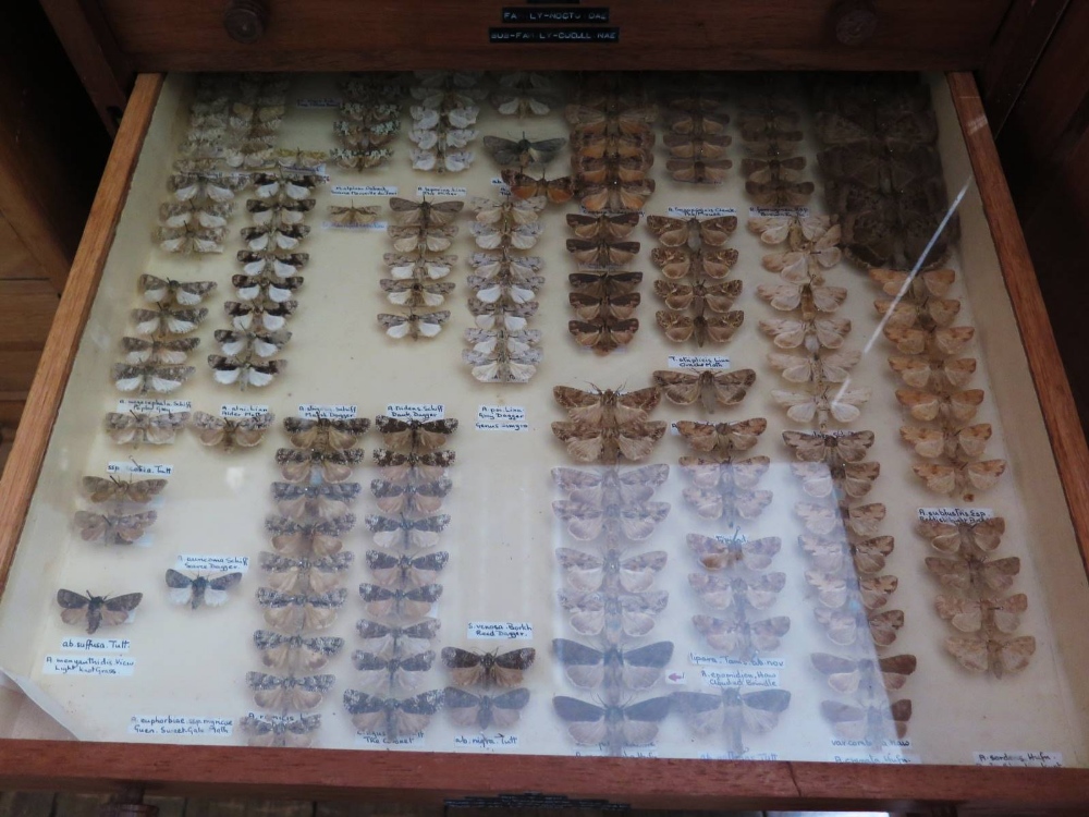 A Collection of Butterflies arranged in fourteen drawers - Image 9 of 16