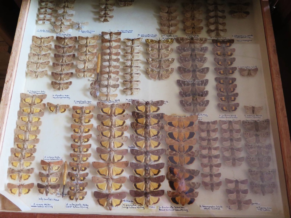 A Collection of Butterflies arranged in fourteen drawers - Image 4 of 16