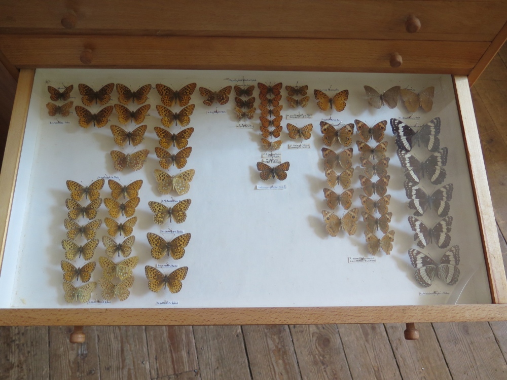 A Collection of Butterflies arranged in twelve drawers - Image 7 of 12