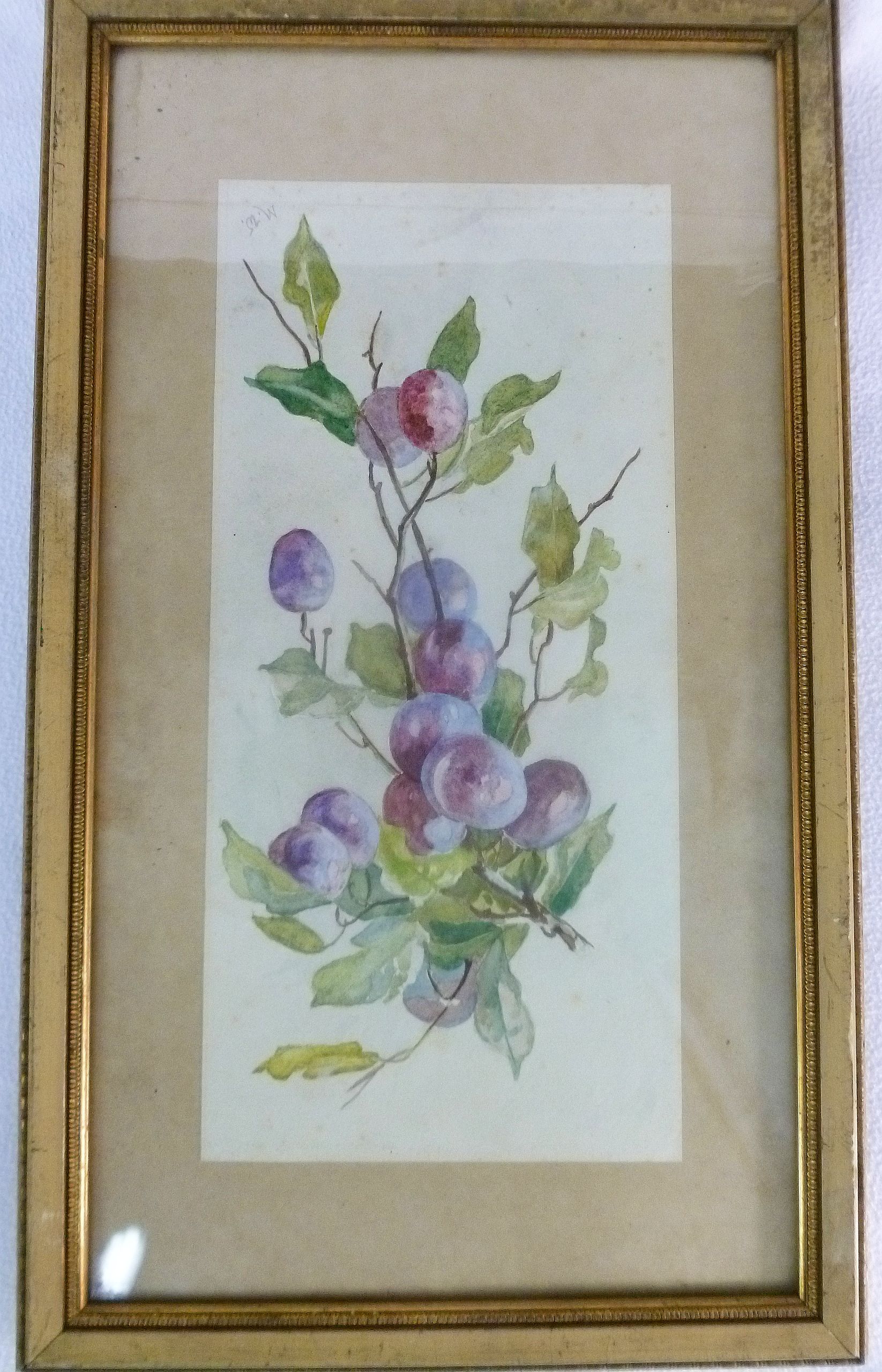 Minnie Weeks (20th century British), three watercolour botanical studies comprised of plums, - Image 4 of 6