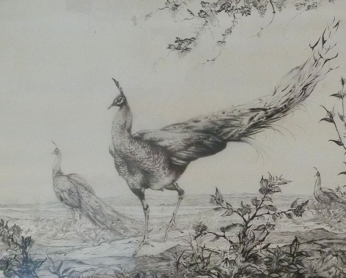 Edward Julius Detmold (1883-1957), Peacocks with sun setting over hills in the distance, etching,