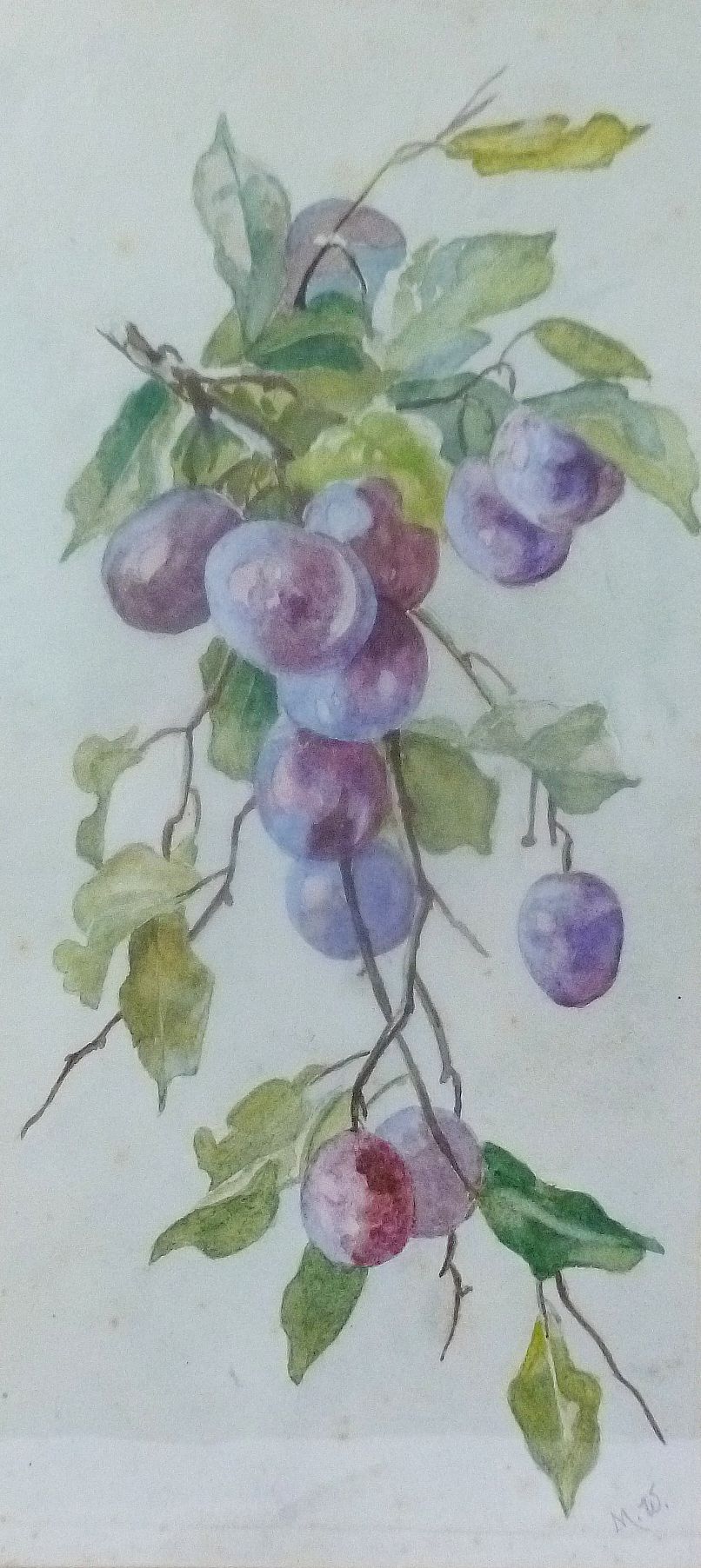 Minnie Weeks (20th century British), three watercolour botanical studies comprised of plums,