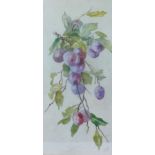 Minnie Weeks (20th century British), three watercolour botanical studies comprised of plums,