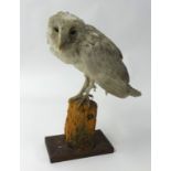 Taxidermy, a Snowy White Owl, as found, height 34cm.