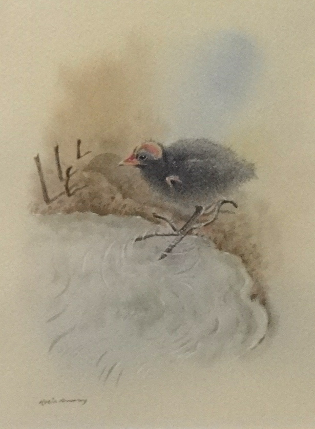 ROBIN ARMSTRONG watercolour 'Study of a Bird', signed 24cm x 18cm - Image 2 of 4