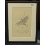 After JOHN CURTIS etchings of insects, 24cm x 15cm.(4).
