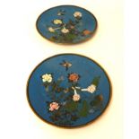 A pair of Cloisonné plates decorated with a Swift and bright flowers.