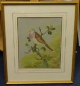 David Andrews (British 20th century) 'Turtle Dove' watercolour, signed, 36cm x 30cm.