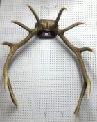 A large pair of Stag twelve point Antlers